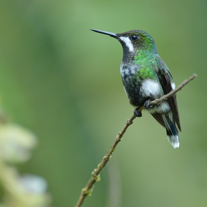 Groene Draadkolibrie